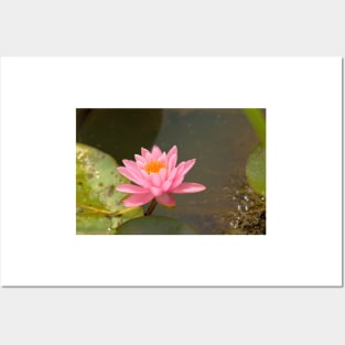 Pink water lily Posters and Art